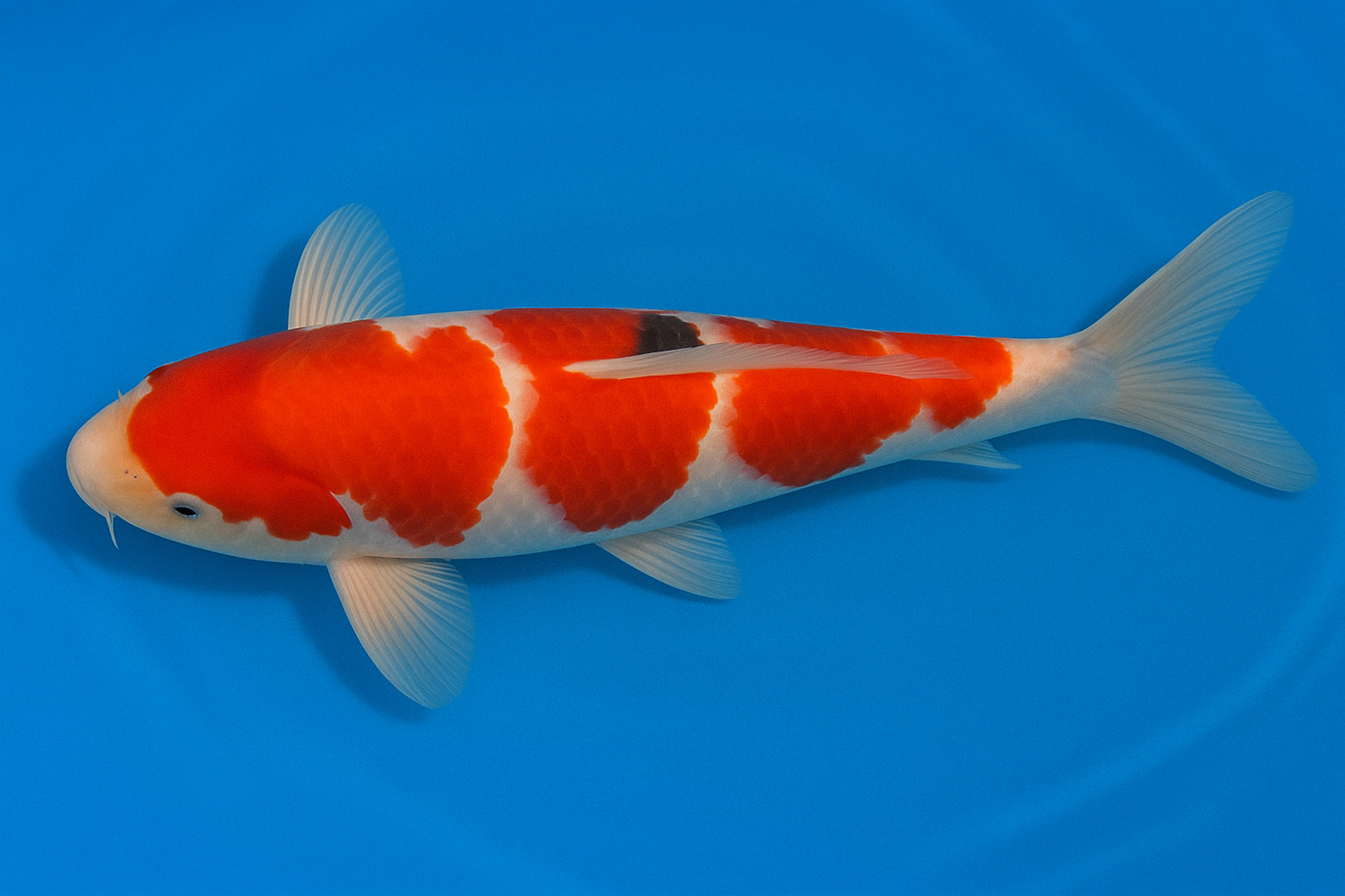 Japan Koi Miyako Tosai Kohaku, Cyprinus carpio, 12-15 cm